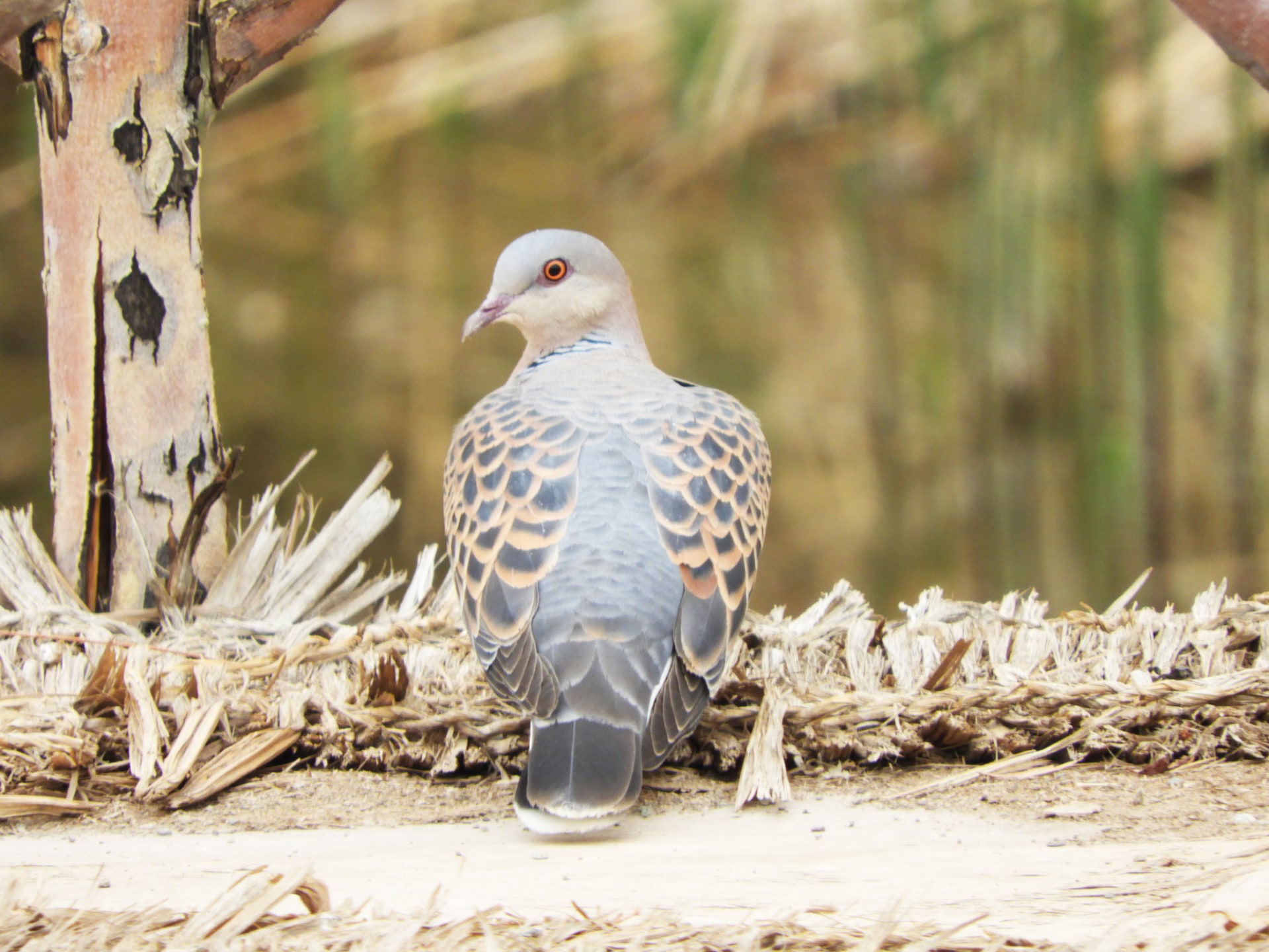 Oriental Turtle Dove